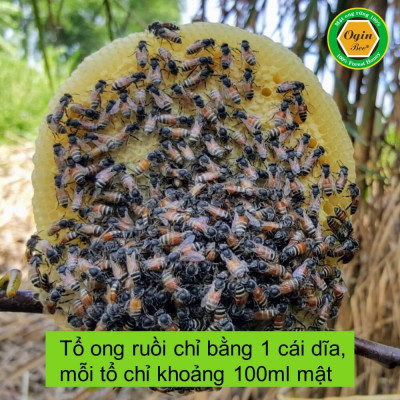 Mật ong ruồi - 2 chai 300ml, Mật ong tự nhiên quý hiếm, không thể nuôi, OGINBEE