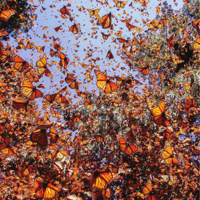 Sách - Amazing Animal Journeys - Những Chuyến Di Cư Và Hành Trình Phi Thường Nhất! - Bìa Cứng