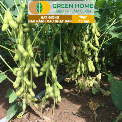 Hạt Giống Đậu Nành Rau Nhật Bản Greenhome, Gói 10GR~10 hạt, Dễ Trồng Quanh Năm, Nảy Mầm Cao T36