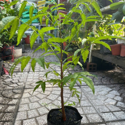 Cây sầu đâu cao khỏe mạnh cao khoảng 40cm
