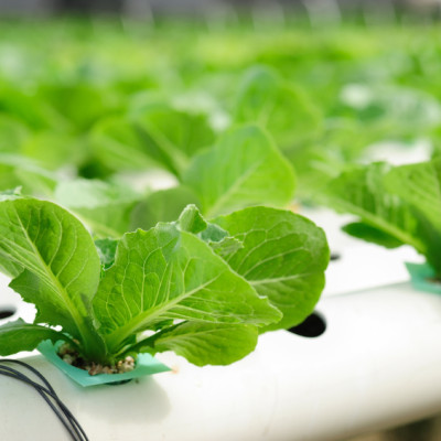 Bột thuỷ canh AB hộp 1 kg (pha 500 đến 1000 lít dung dịch) - hydroponic fertilizer NPK + micronutrient better