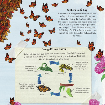 Sách - Amazing Animal Journeys - Những Chuyến Di Cư Và Hành Trình Phi Thường Nhất! - Bìa Cứng