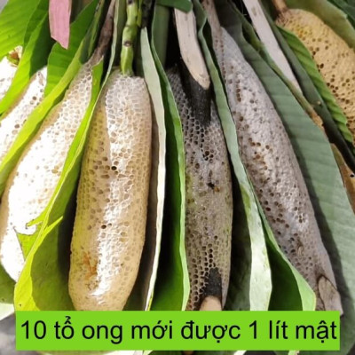 Mật ong ruồi - 2 chai 300ml, Mật ong tự nhiên quý hiếm, không thể nuôi, OGINBEE
