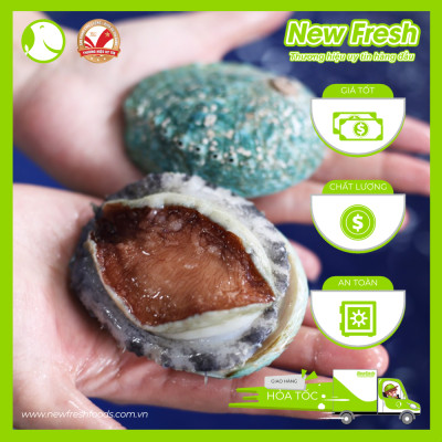 Bào Ngư Úc Xanh Ngọc Bích Nguyên Vỏ - Túi 1Kg (8-10 con)