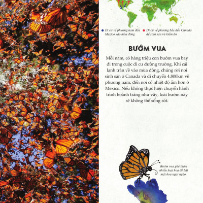 Sách - Amazing Animal Journeys - Những Chuyến Di Cư Và Hành Trình Phi Thường Nhất! - Bìa Cứng