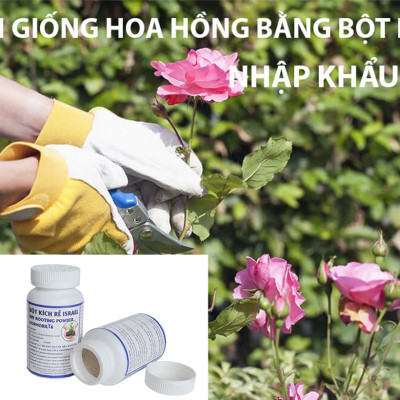 Tự Giâm Chiết Hoa Hồng tại nhà bằng Bột Kích rễ có trị nấm bệnh nhập khẩu Israel ( Hủ 100gr) dành cho cây thân gỗ hiệu quả và sát khuẩn vết cắt