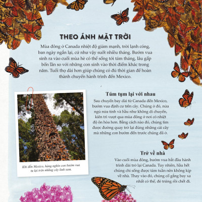 Sách - Amazing Animal Journeys - Những Chuyến Di Cư Và Hành Trình Phi Thường Nhất! - Bìa Cứng