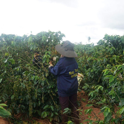 Cà Phê Nguyên Chất Baka - Yellow BourBon