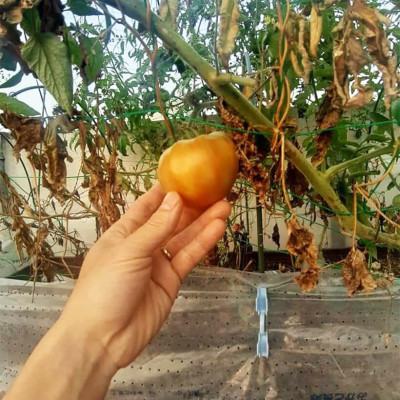 Hạt Giống Cà Chua Không Hạt Hữu Cơ Nhập Khẩu Minigarden (Túi từ 125 Hạt đến 250 hạt) Với Tỷ lệ nảy mầm cao, ít hạt lép