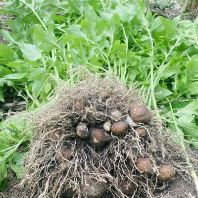 1KG - Bột Huyền (bột nưa) - Miền Tây Thân Yêu - nguyên chất 100% - Đặc sản An Giang