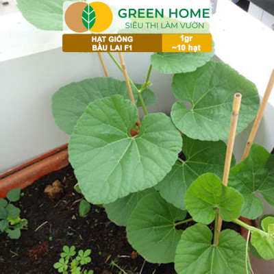 Hạt Giống Bầu Lai Greenhome, Gói 1gr~10 hạt, Dễ Trồng Quanh Năm, Nảy Mầm Cao, Thu Hoạch Nhanh, Năng Suất Cao T09