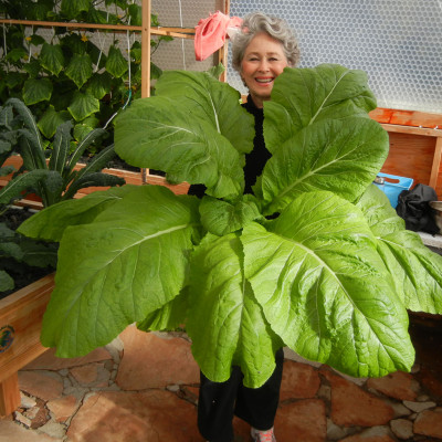 Bột thuỷ canh AB hộp 1 kg (pha 500 đến 1000 lít dung dịch) - hydroponic fertilizer NPK + micronutrient better