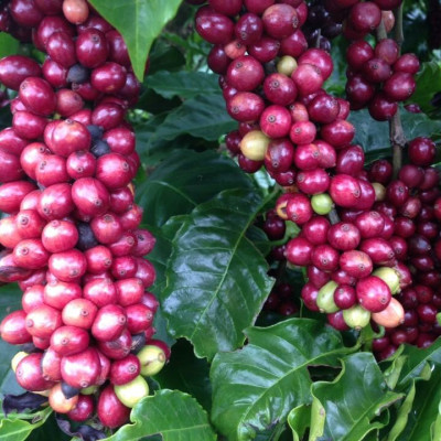 Cà Phê Nguyên Chất Baka - Espresso (Bì 500g)