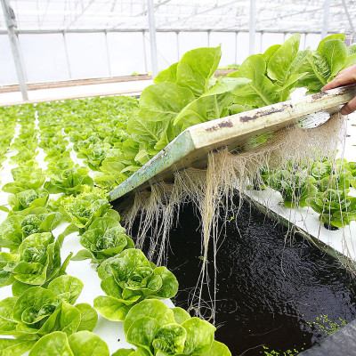 Bột thuỷ canh AB hộp 1 kg (pha 500 đến 1000 lít dung dịch) - hydroponic fertilizer NPK + micronutrient better