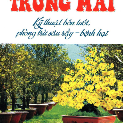 Trồng Mai - Kỹ Thuật Bón Tưới, Phòng Trừ Sâu Rầy, Bệnh Hại