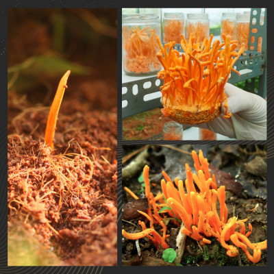 Đông trùng hạ thảo bán tự nhiên Dược Quý Đường hộp 20g - Hỗ trợ bổ phế, ích can thận, bồi bổ cơ thể