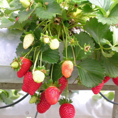 Bột thuỷ canh AB hộp 1 kg (pha 500 đến 1000 lít dung dịch) - hydroponic fertilizer NPK + micronutrient better