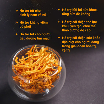 Đông trùng hạ thảo bán tự nhiên Dược Quý Đường hộp 20g - Hỗ trợ bổ phế, ích can thận, bồi bổ cơ thể