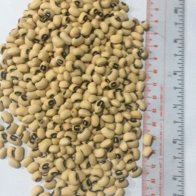 Đậu trắng bi Việt Thiên 150g, 250g, 500g