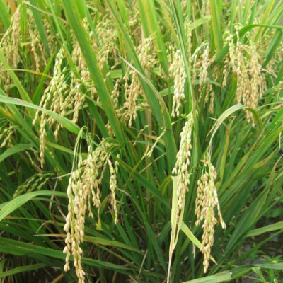 Combo 2 Sản Phẩm Gạo  ST25 Túi 5Kg - Gạo Ông Cua, Đặc Sản Sóc Trăng