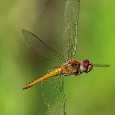 Sách - Amazing Animal Journeys - Những Chuyến Di Cư Và Hành Trình Phi Thường Nhất! - Bìa Cứng