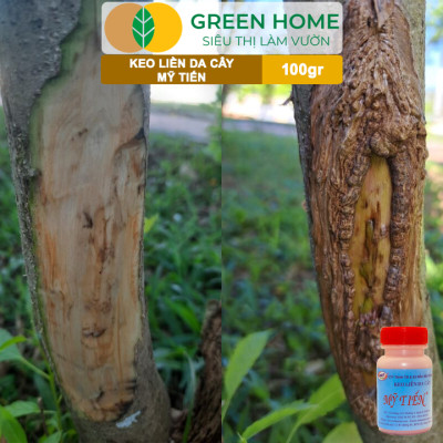 Keo Liền Sẹo Cho Cây Greenhome, Mỹ Tiến, Chai 100gr, Liền Nhanh Vết Cắt Da Cây, Chiết Cành, Tạo Dáng Bonsai, Lan, Kiểng