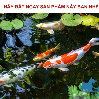 Bông Lọc Bể Cá 8D | 8 Lớp Lọc Nước Siêu Sạch, Hiệu Quả Gấp Đôi