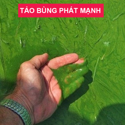 Đèn UV hồ cá diệt khuẩn, diệt tảo, rêu trong 7 ngày công suất 5W, 7W, 9W, 11W cao cấp cho hồ cá, bể cá dưới 1 khối