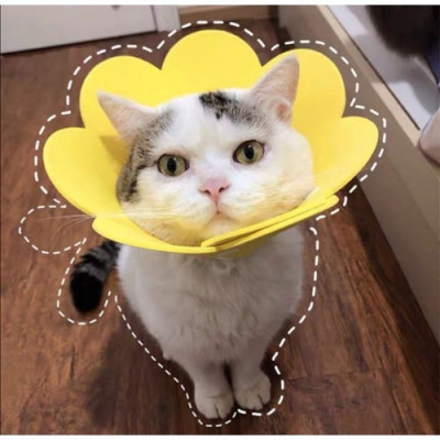 Loa chống liếm hình bông hoa dành cho chó mèo