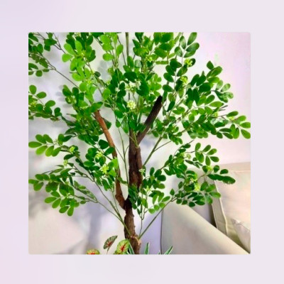 Cây thần diệu giả 170cm không chậu trang trí, decor nhà cửa, quán cafe