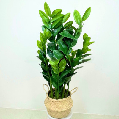 Cây kim tiền, kim phát tài giả - cao 90cm - Cây giả, hoa lụa Decor trang trí nhà cửa