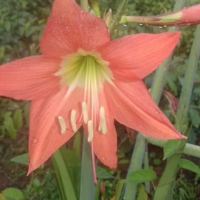 COMBO 5 CỦ HOA LAN HUỆ