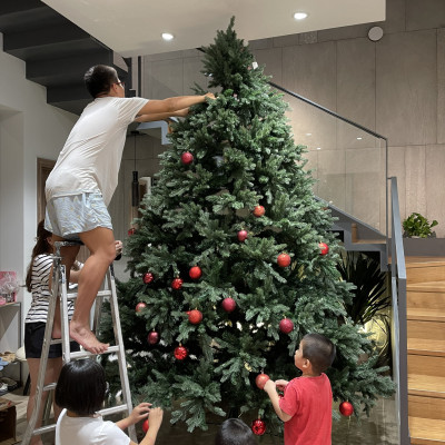 Cây thông Pe cao cấp 2m4 - Cây tự động bung