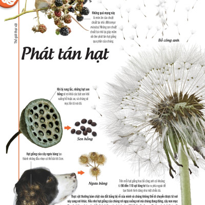 Bách Khoa Thư Về Thế Giới Thực Vật - Cây, Lá, Hoa Và Hạt
