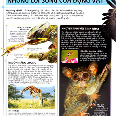 Các Siêu Sao Trong Giới Động Vật