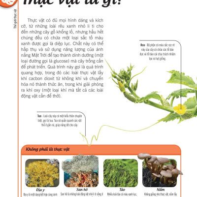 Bách Khoa Thư Về Thế Giới Thực Vật - Cây, Lá, Hoa Và Hạt