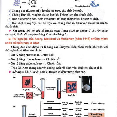Bồi dưỡng học sinh giỏi Sinh học 12 (Tái bản 2024)(Dùng chung các bộ SGK)