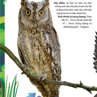 Khám Phá Động Vật 5 Châu - Châu Âu 