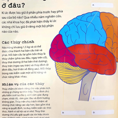 Tối Ưu Hóa Trí Nhớ Bằng Phương Pháp Hình Ảnh