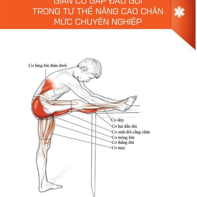 Giải Phẫu Học Về Giãn Cơ - 
Giãn Cơ Để Tối Ưu Sức Mạnh Cơ Bắp