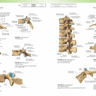 Sobotta Atlas Giải Phẫu Người