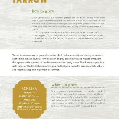 Best Perennials for Sun and Shade (Home Grown Gardening)