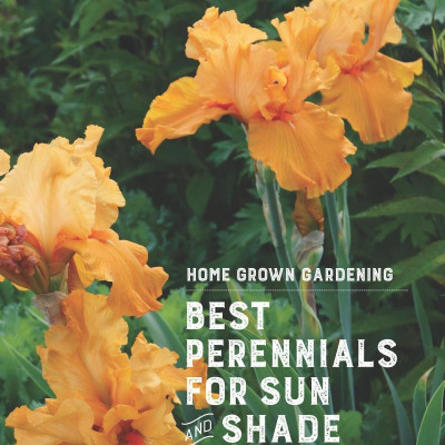Best Perennials for Sun and Shade (Home Grown Gardening)