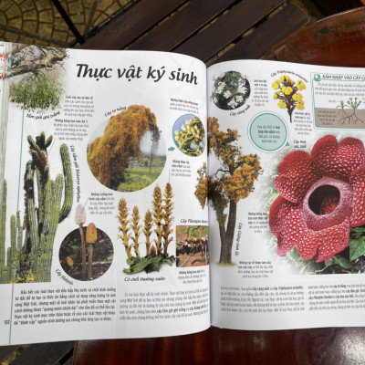 [Bìa cứng in màu toàn bộ] BÁCH KHOA THƯ VỀ THẾ GIỚI THỰC VẬT – Cây, Là, Hoa và Hạt – DK – Đinh Tị