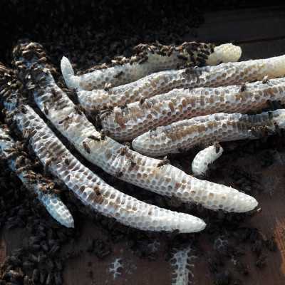 Nến Sáp Ong 18 Giờ Kèm Dĩa Gỗ Dừa 10cm : Khử Mùi Hôi Phòng Kín, Thơm Nhẹ Mùi Mật Ong, Giúp Ngủ Sâu, Cải Thiện Hô Hấp- HÀNG CHÍNH HÃNG