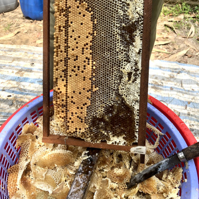 Nến Sáp Ong 60 Giờ Kèm Dĩa Gỗ Dừa 10cm : Khử Mùi Hôi Phòng, Làm Sạch Không Khí, Thơm Nhẹ Mùi Mật Ong - HÀNG CHÍNH HÃNG