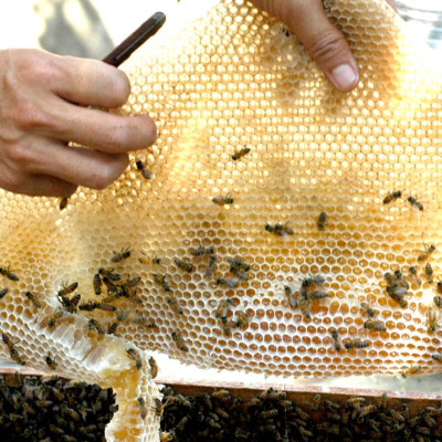 Nến Sáp Ong 26 Giờ Kèm Dĩa Gỗ Dừa 10cm : Khử Mùi Hôi Phòng Kín, Làm Sạch Không Khí, Thơm Nhẹ Mùi Mật Ong - HÀNG CHÍNH HÃNG