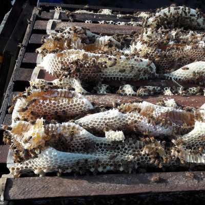 Nến Sáp Ong 29 Giờ Kèm Dĩa Gỗ Dừa 10cm : Khử Mùi Hôi Phòng Kín, Thơm Nhẹ Mùi Mật Ong, Giúp Ngủ Sâu, Không Độc Tố - HÀNG CHÍNH HÃNG