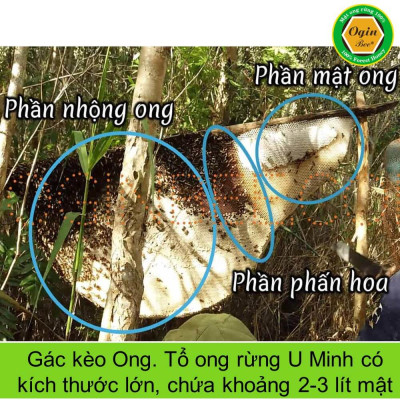 [Combo 2 chai 300ml], Mật ong rừng U Minh, Khai thác CHUẨN THIÊN NHIÊN 100%, OGINBEE