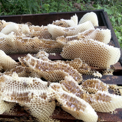 Nến Sáp Ong 29 Giờ Kèm Dĩa Gỗ Dừa 10cm : Khử Mùi Hôi Phòng Kín, Thơm Nhẹ Mùi Mật Ong, Giúp Ngủ Sâu, Không Độc Tố - HÀNG CHÍNH HÃNG